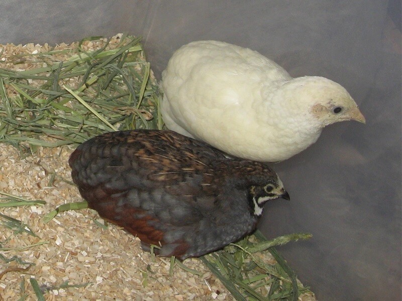 3 Fertile Button Quail Hatching Eggs - All Colors & Shipped in Foam