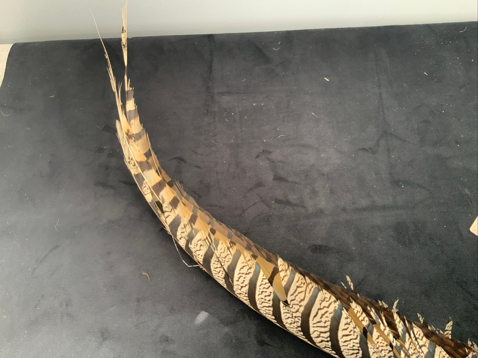 Lady Amherst's Pheasant feathers