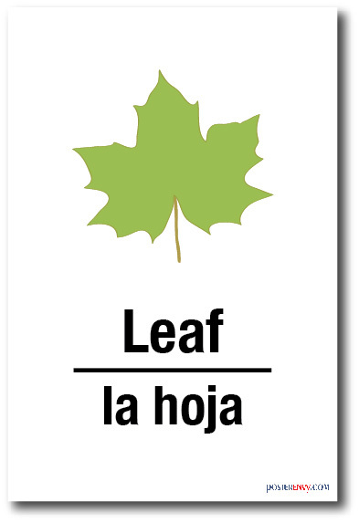 La Hoja - Leaf In Spanish - NEW Foreign Language Educational POSTER