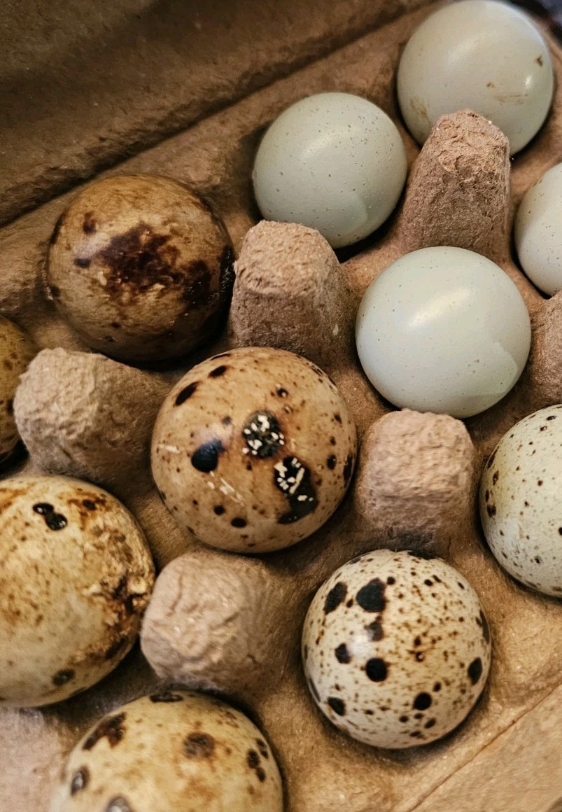 Vaux Fields Poultry Farm - 12 Assorted *Mystery* Hatching Eggs!