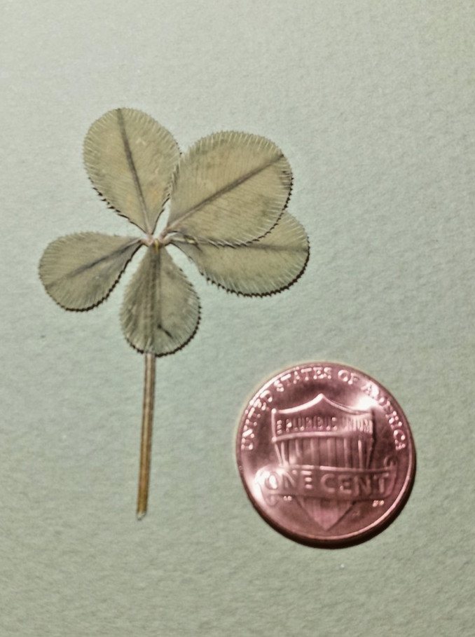 Rare 5 leaf clover - dried, and pressed - Trifolium repens, Lucky item #11