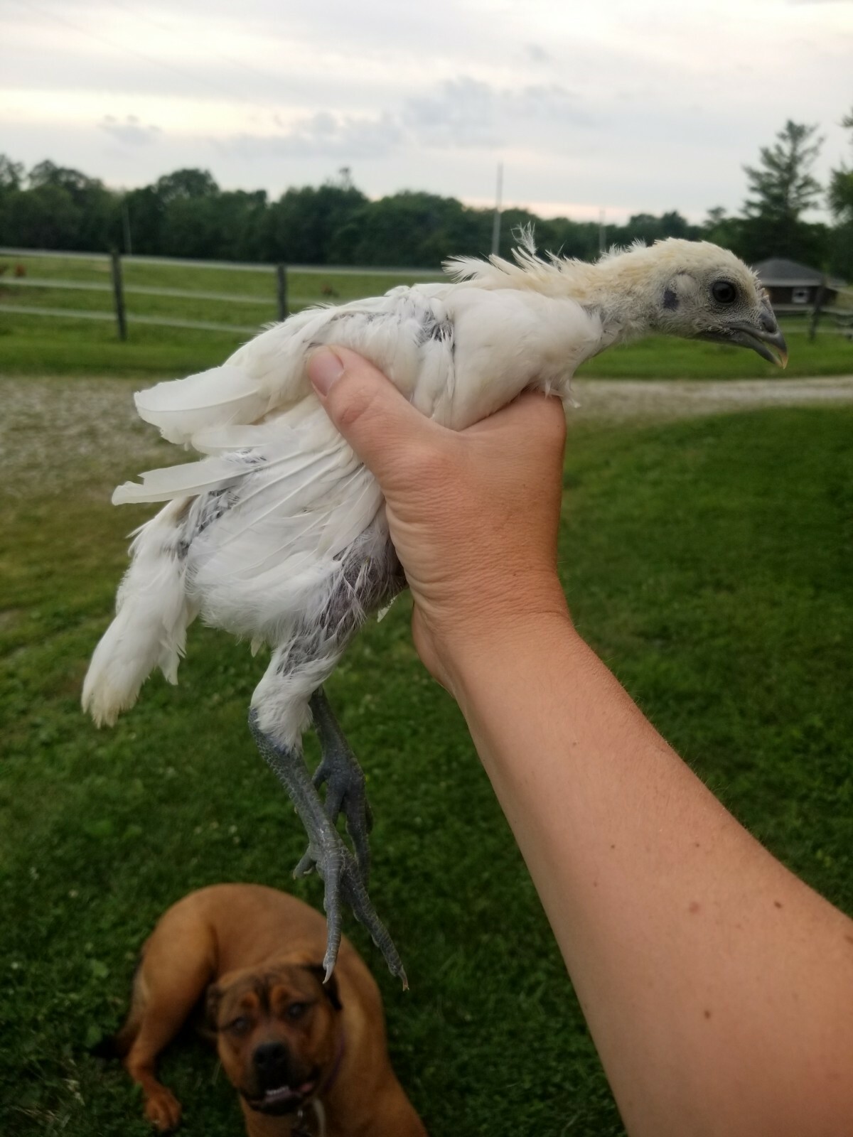 12 Fertile Hatching Eggs - Assorted Barnyard mix. MARANS POSSIBLE *RARE BREEDS*