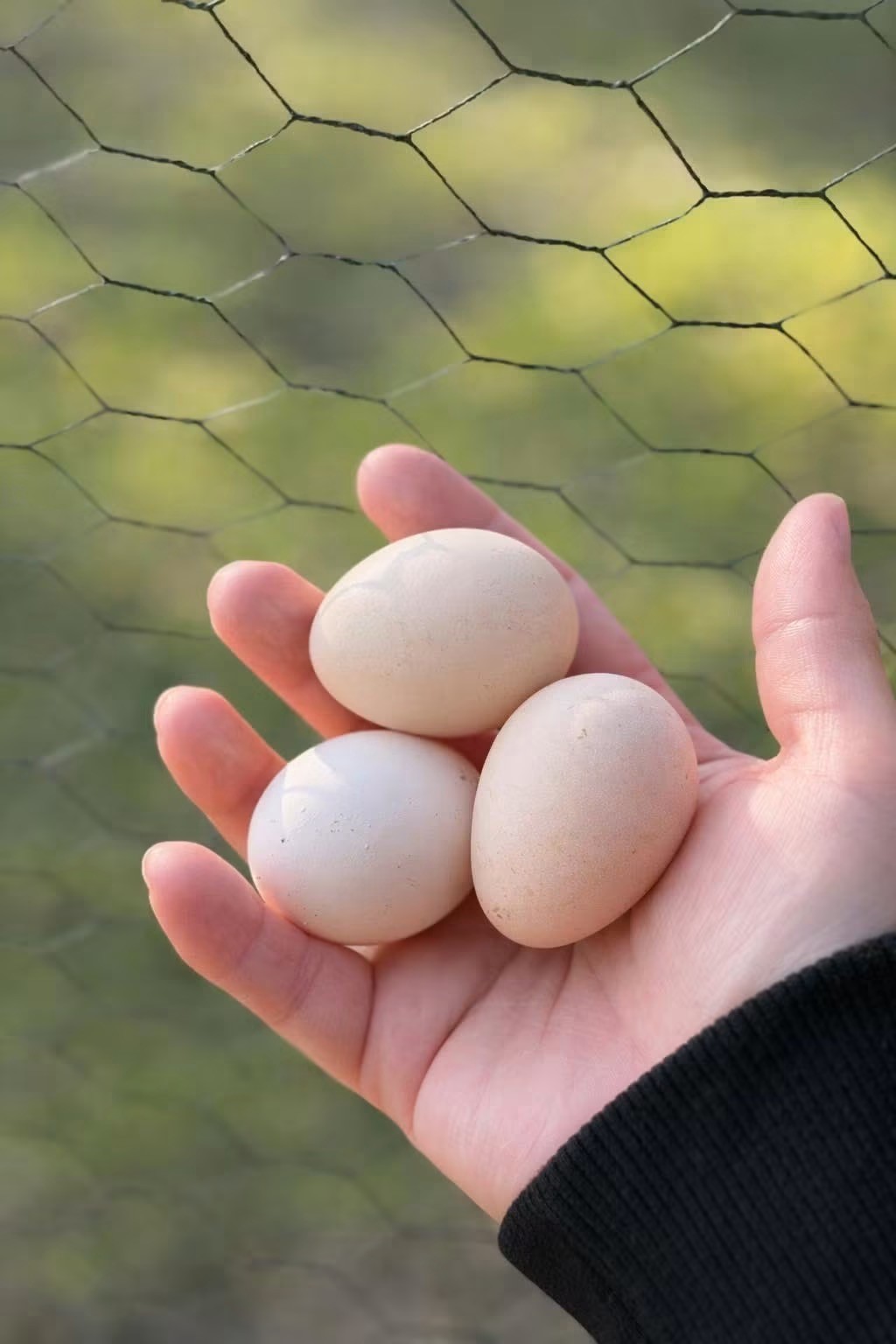 5+ Fertile chocolate serama hatching eggs