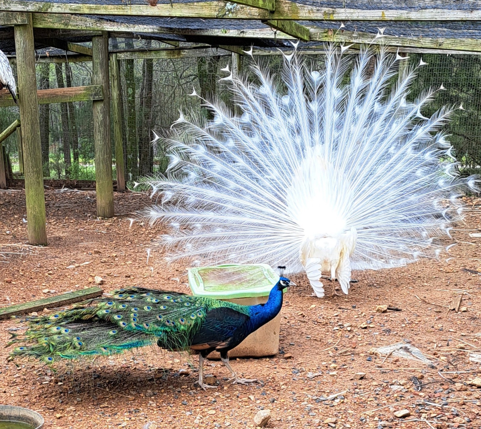 4 Peacock Hatching Eggs