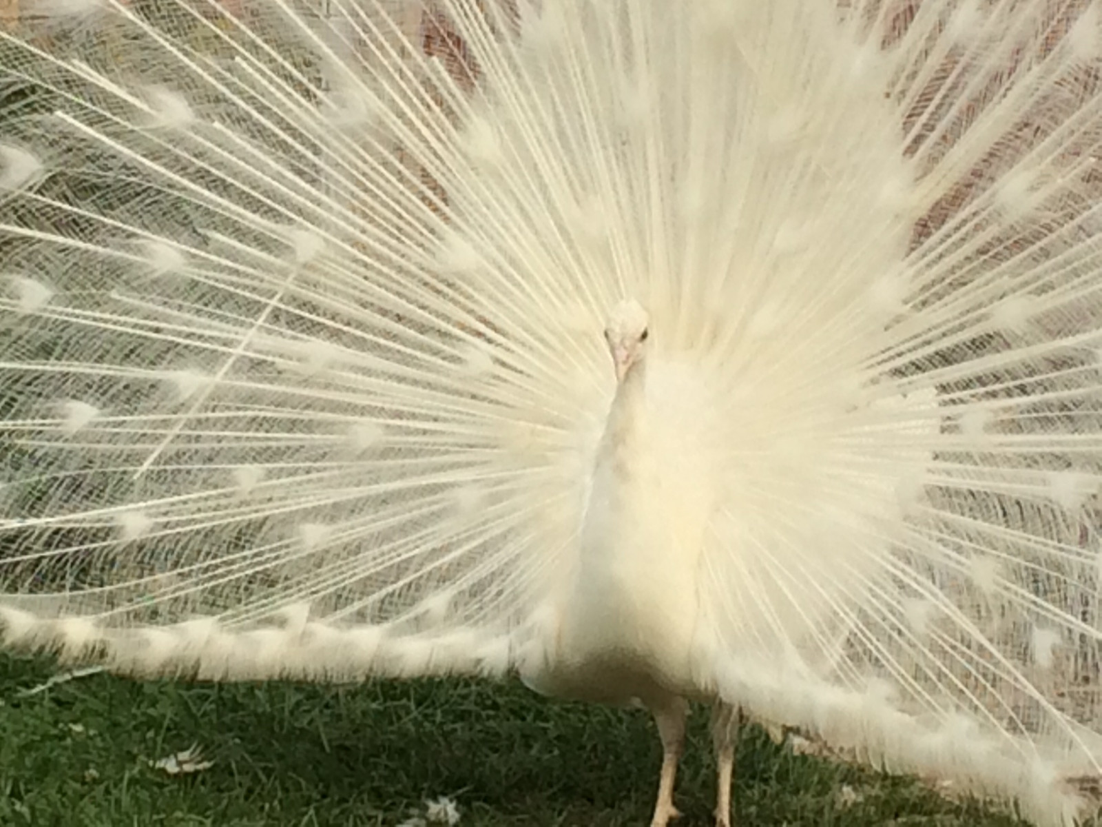5 "MIXED VARIETY" PEACOCK / PEAFOWL HATCHING EGGS!!!!