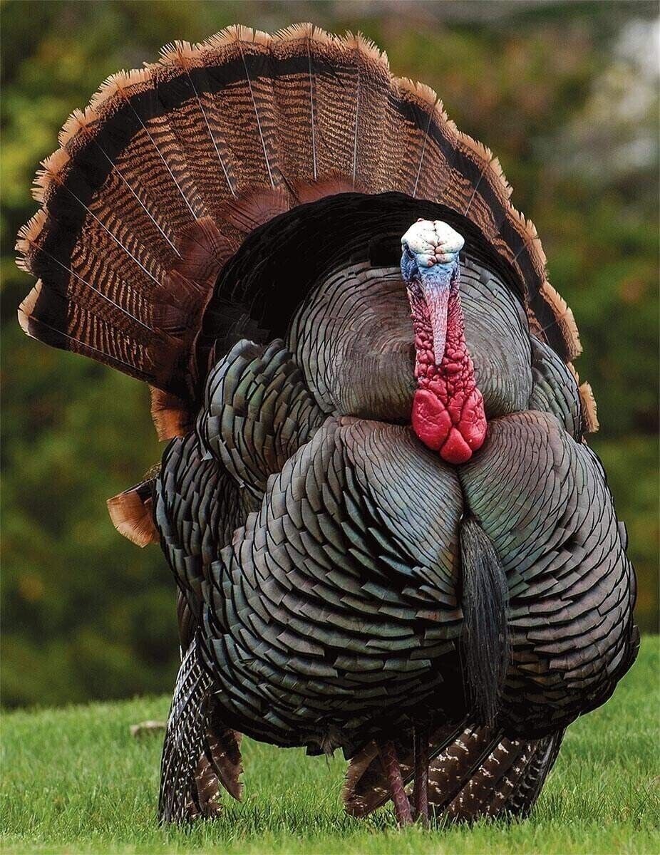 Pre sale 12 Eastern Wild Turkey eggs for hatching - Start shipping March/April