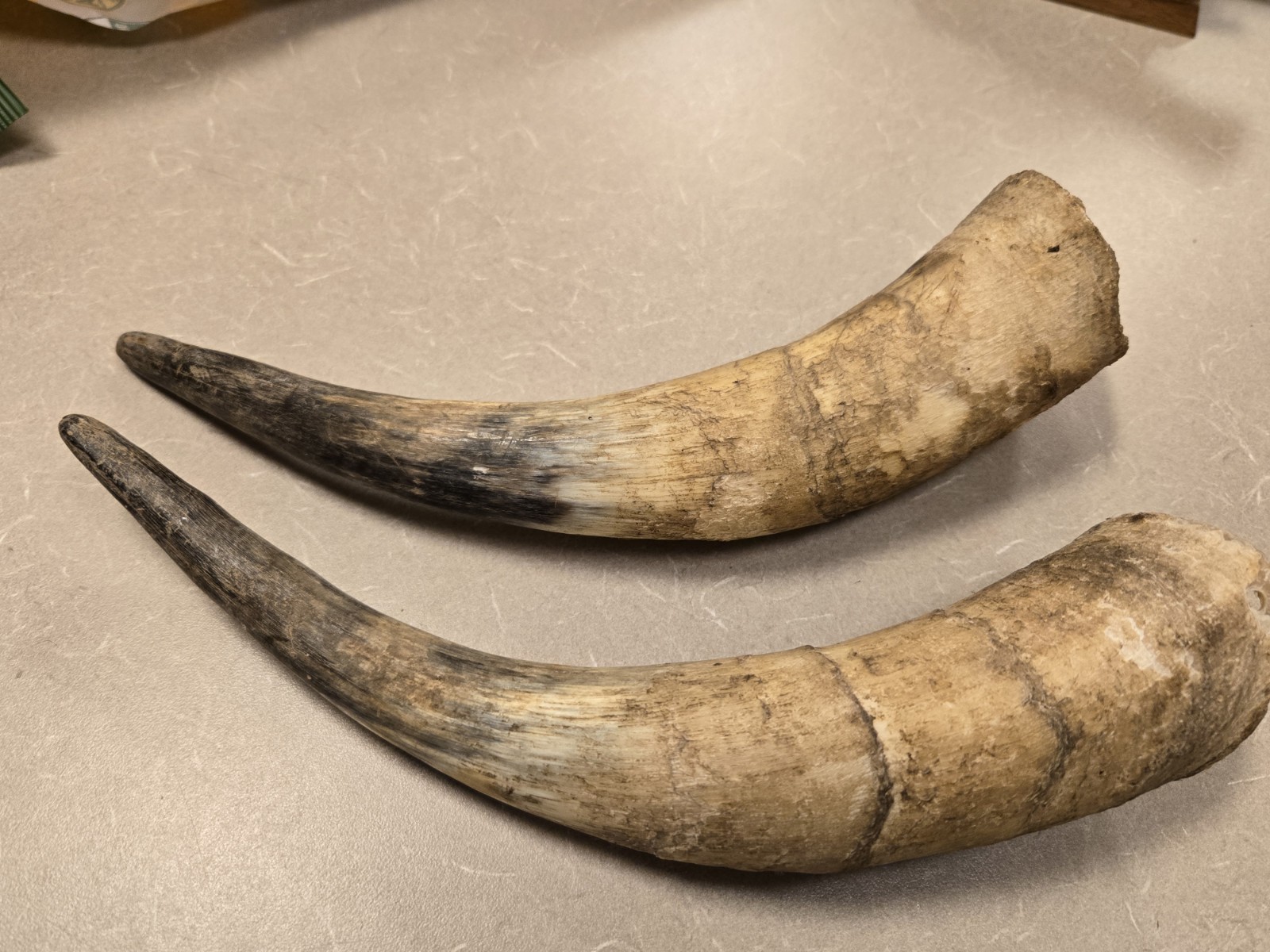 Lot Unfinished Muzzleloader Black Powder Horns