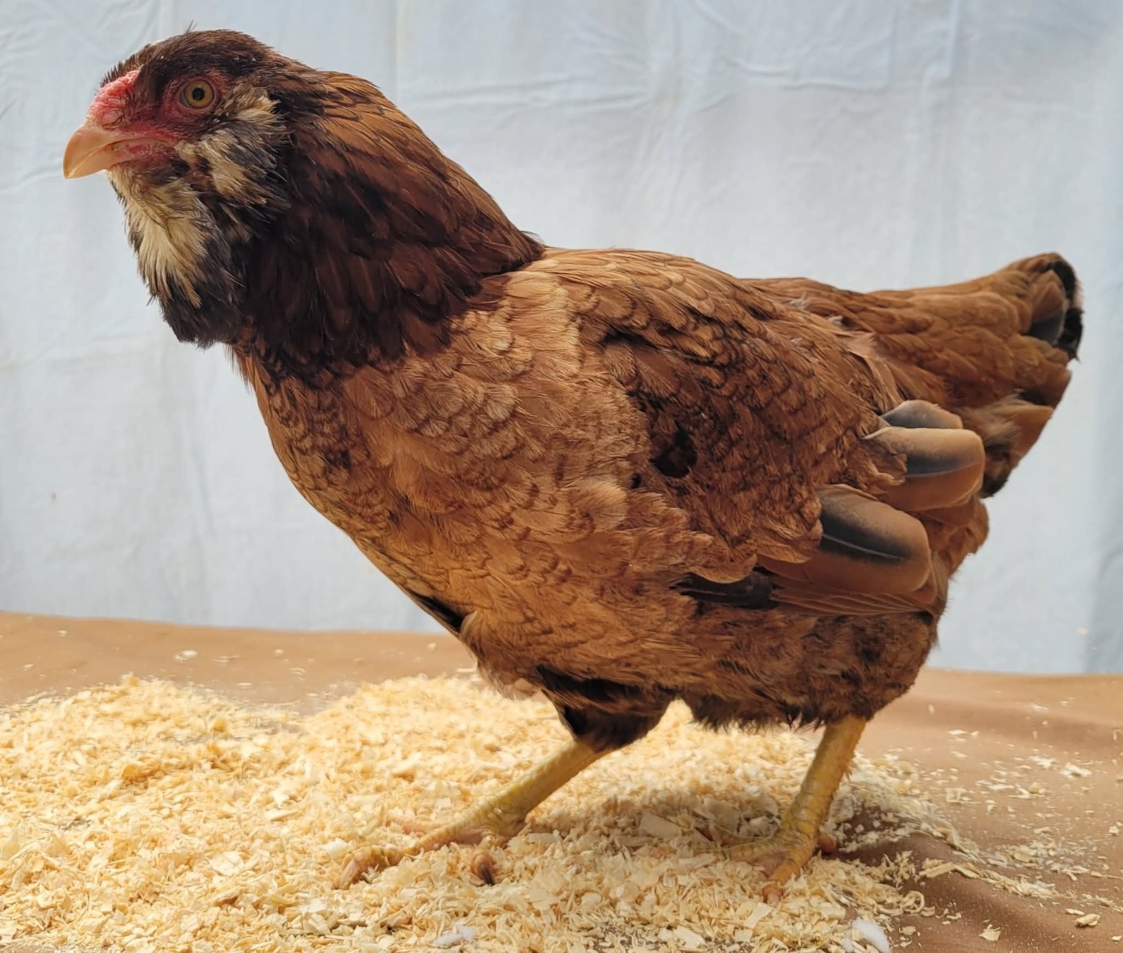 6 Russian Orloff Htching Eggs Npip