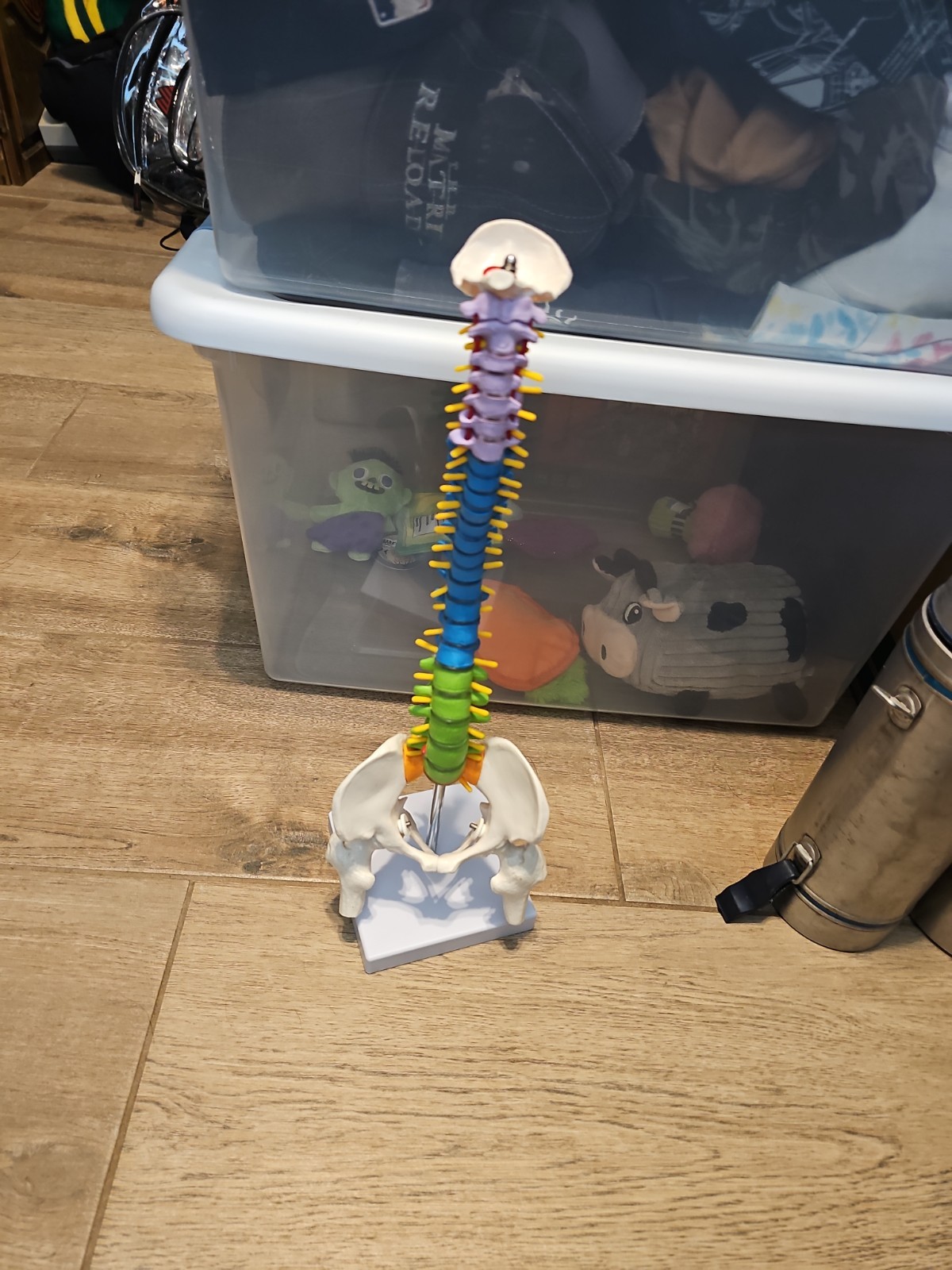 Color Human Spine Model 45cm with Pelvis and Femur Teaching Model Spine