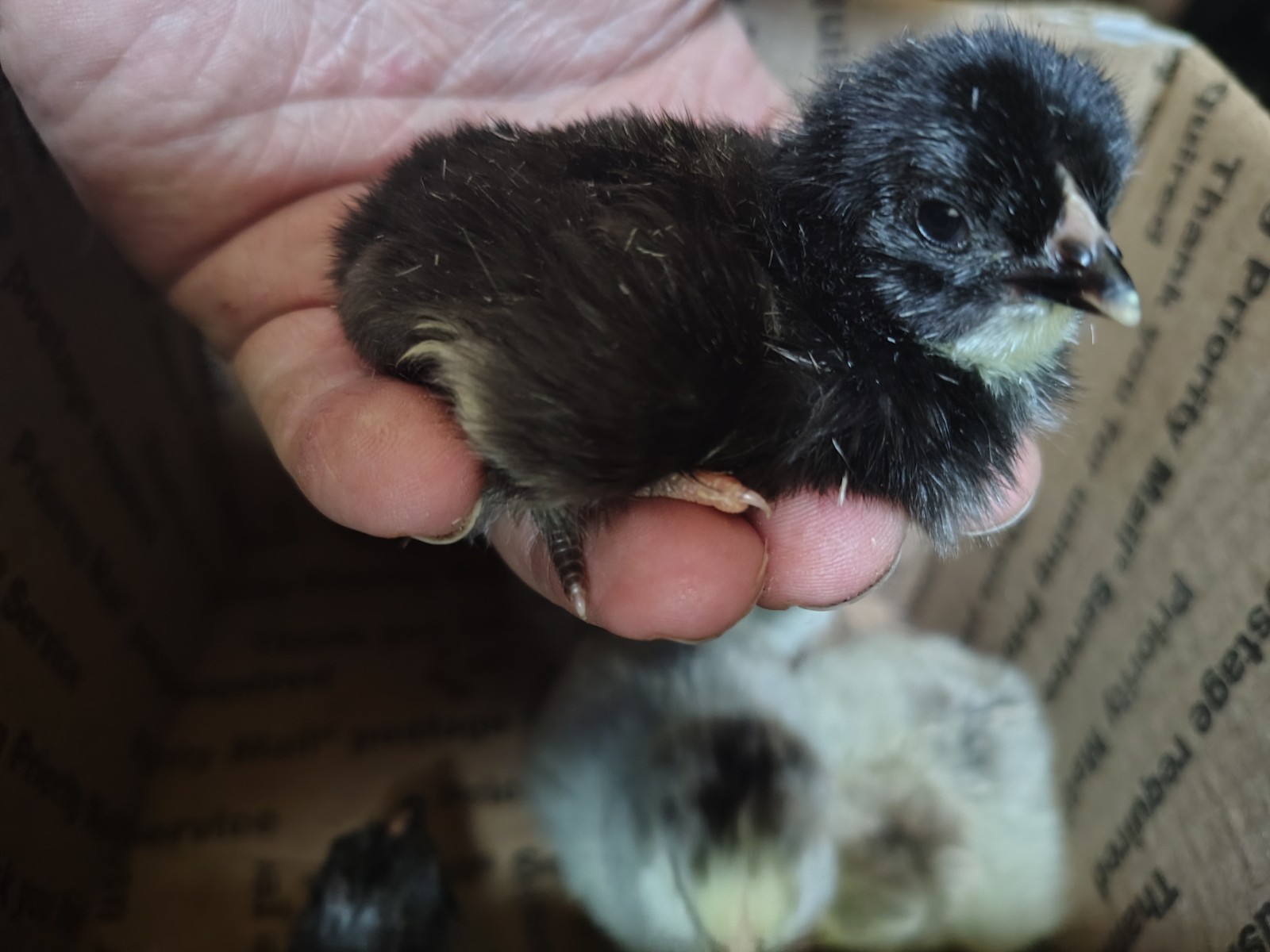 Assorted Rainbow Chicken Hatching Eggs (Assorted Colors)