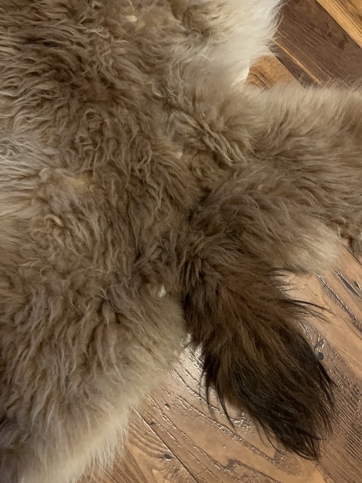 Alpaca Hide