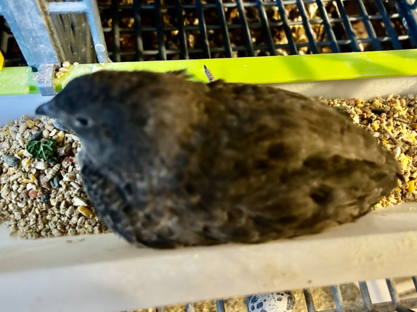 30+ Assorted Coturnix Quail Hatching Eggs - Ships FREE