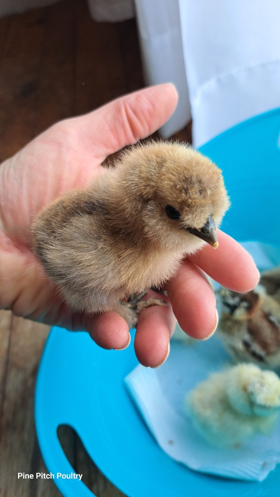 6+1 Silkie Hatching Eggs Npip