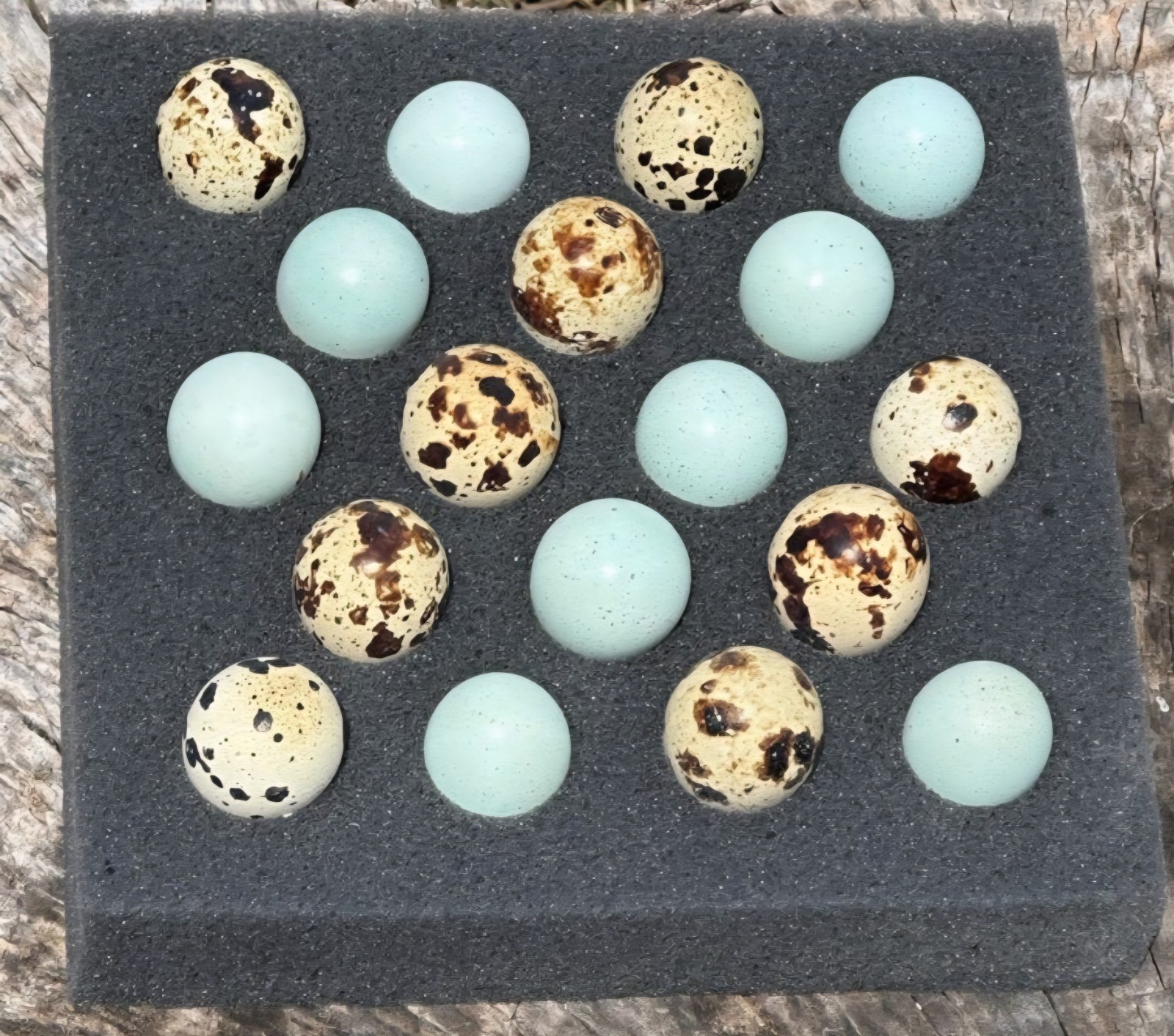 (18+ Total) 9 Celadon Blue/9 AssortedCoturnix Quail Hatching Eggs