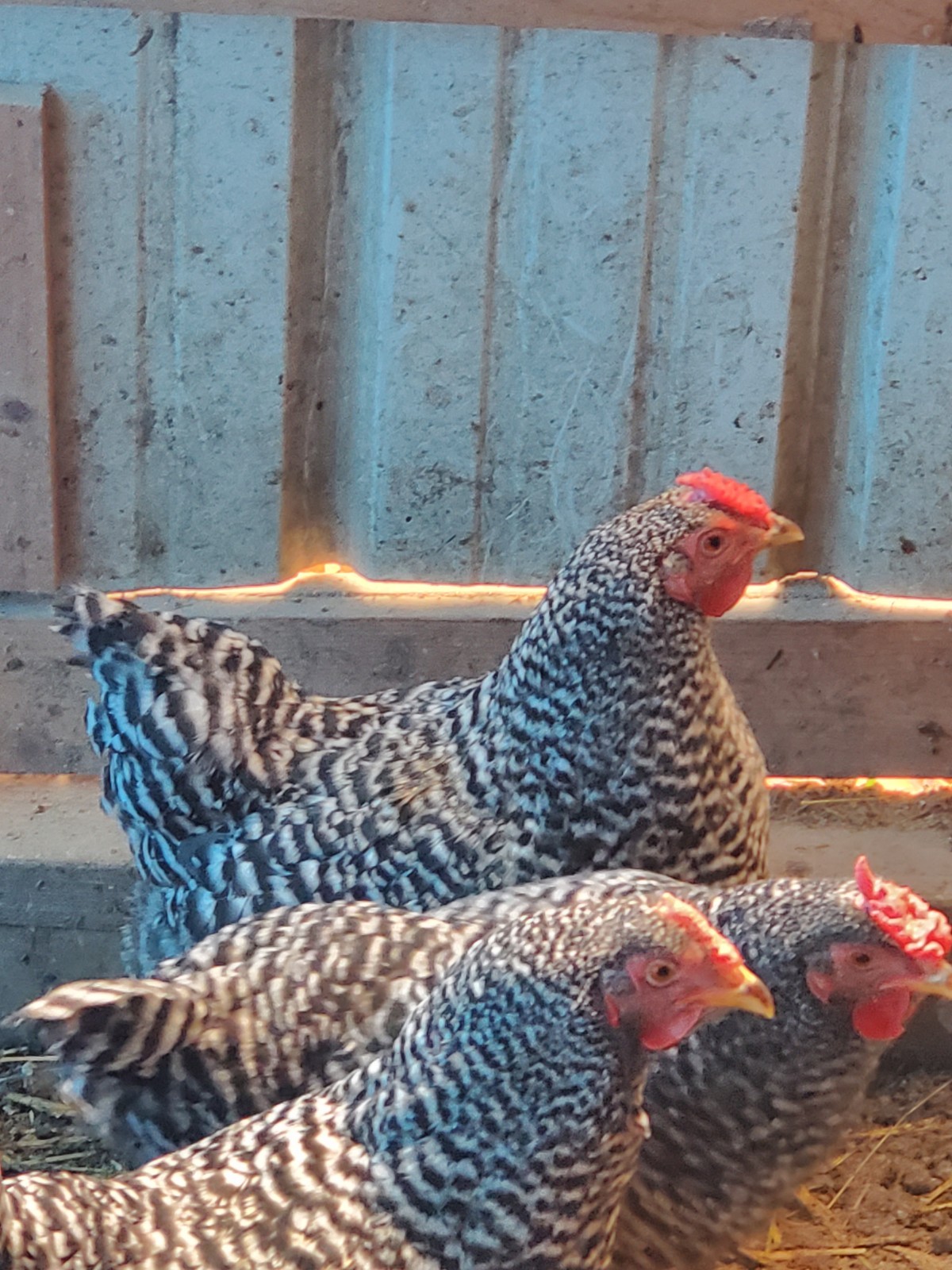 6 Dominique Hatching Eggs