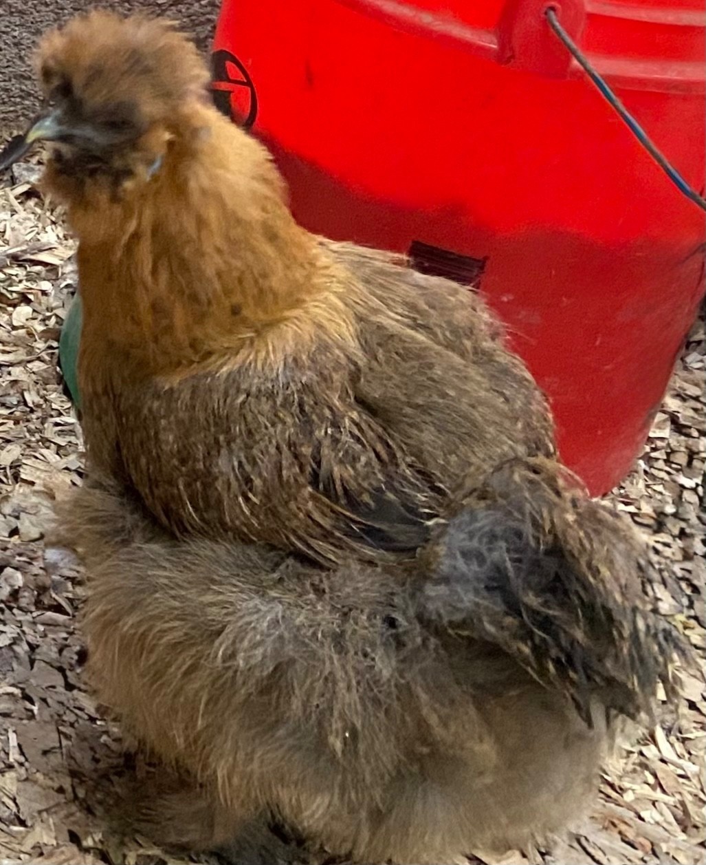 Hatching Eggs, (12), Mixed Chicken Barnyard Flock, Wyandotte, Easter E etc.