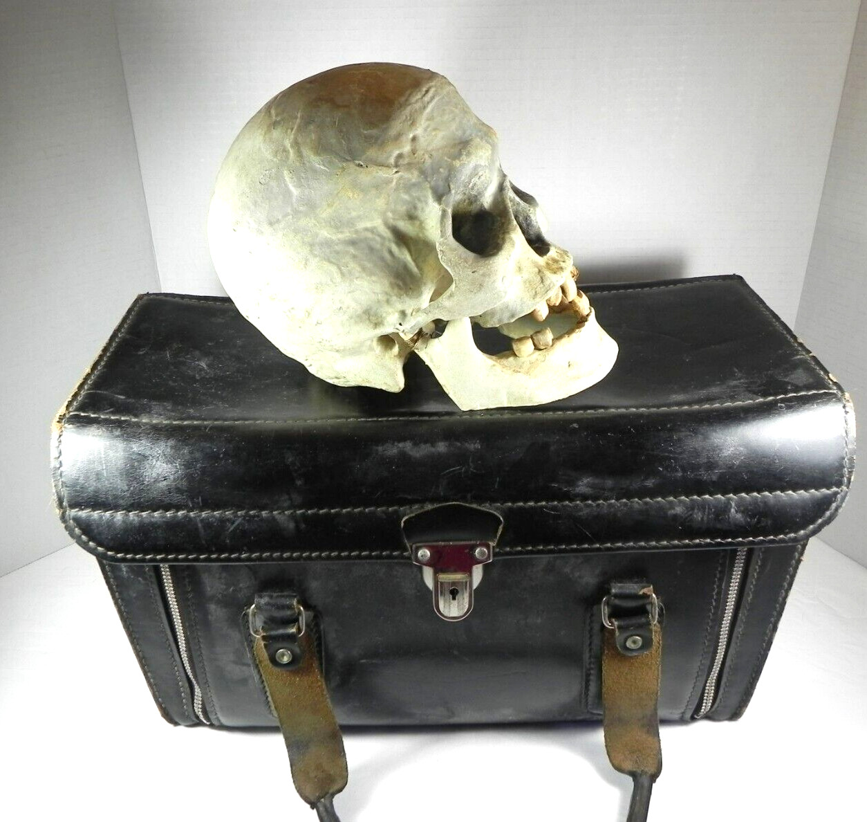 Vtg Medical Dental Education Anatomical  Faux Human Skull w/ Moving Jaw & Teeth