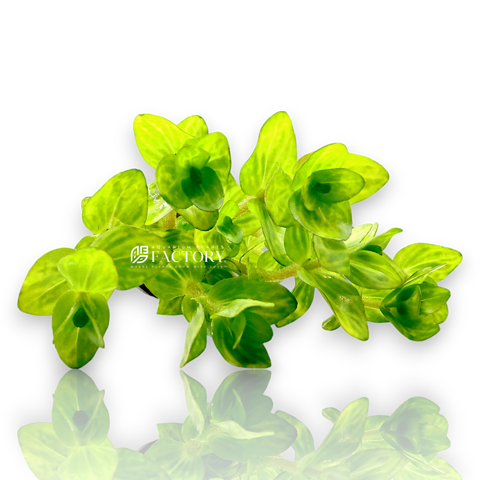 Bacopa caroliniana 'Variegated'