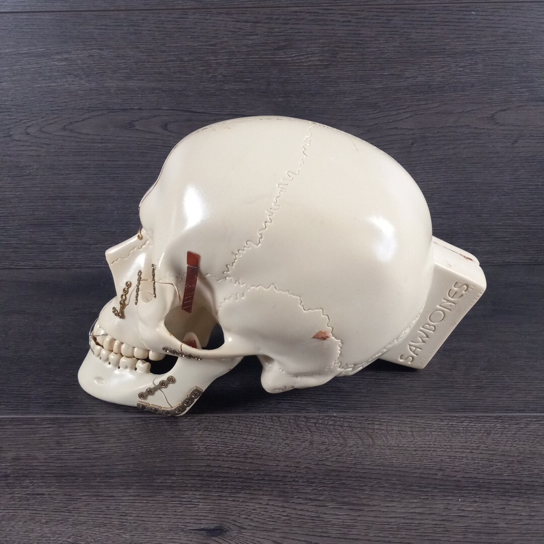 Vintage Sawbones Plastic Human Anatomy Skull