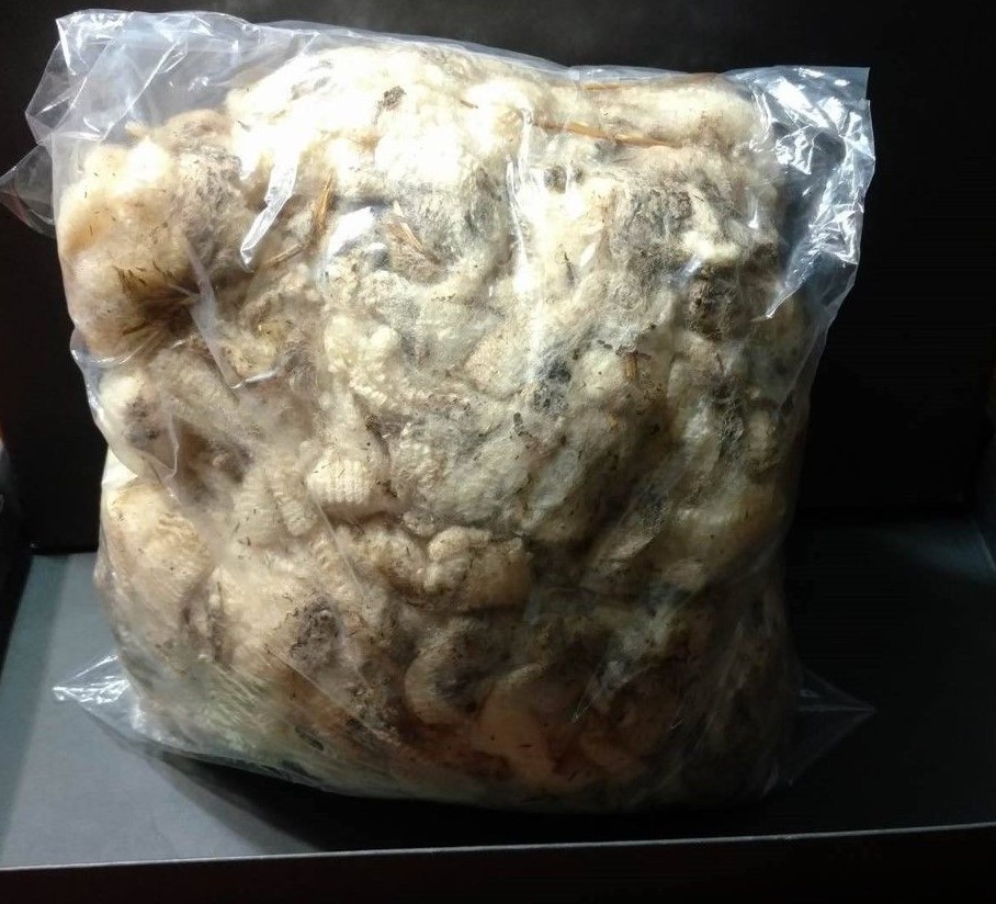 SHEEP'S WOOL TRAPPING APPROX 1 POUND, GALLON SIZE BAG UNCLEANED VERY STRONG ODOR