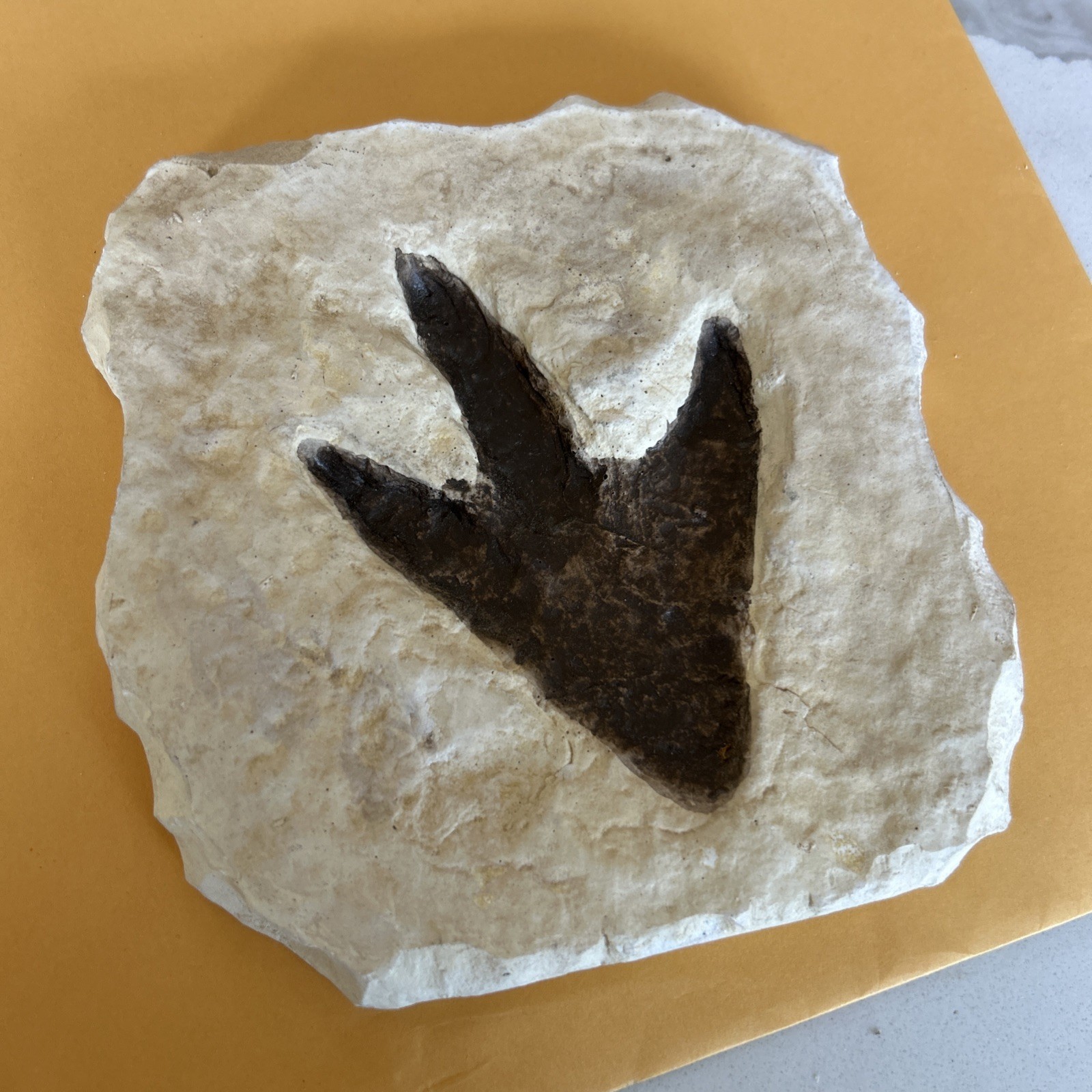 Dinosaur Reproduction Casting Of An Unidentified Theropod