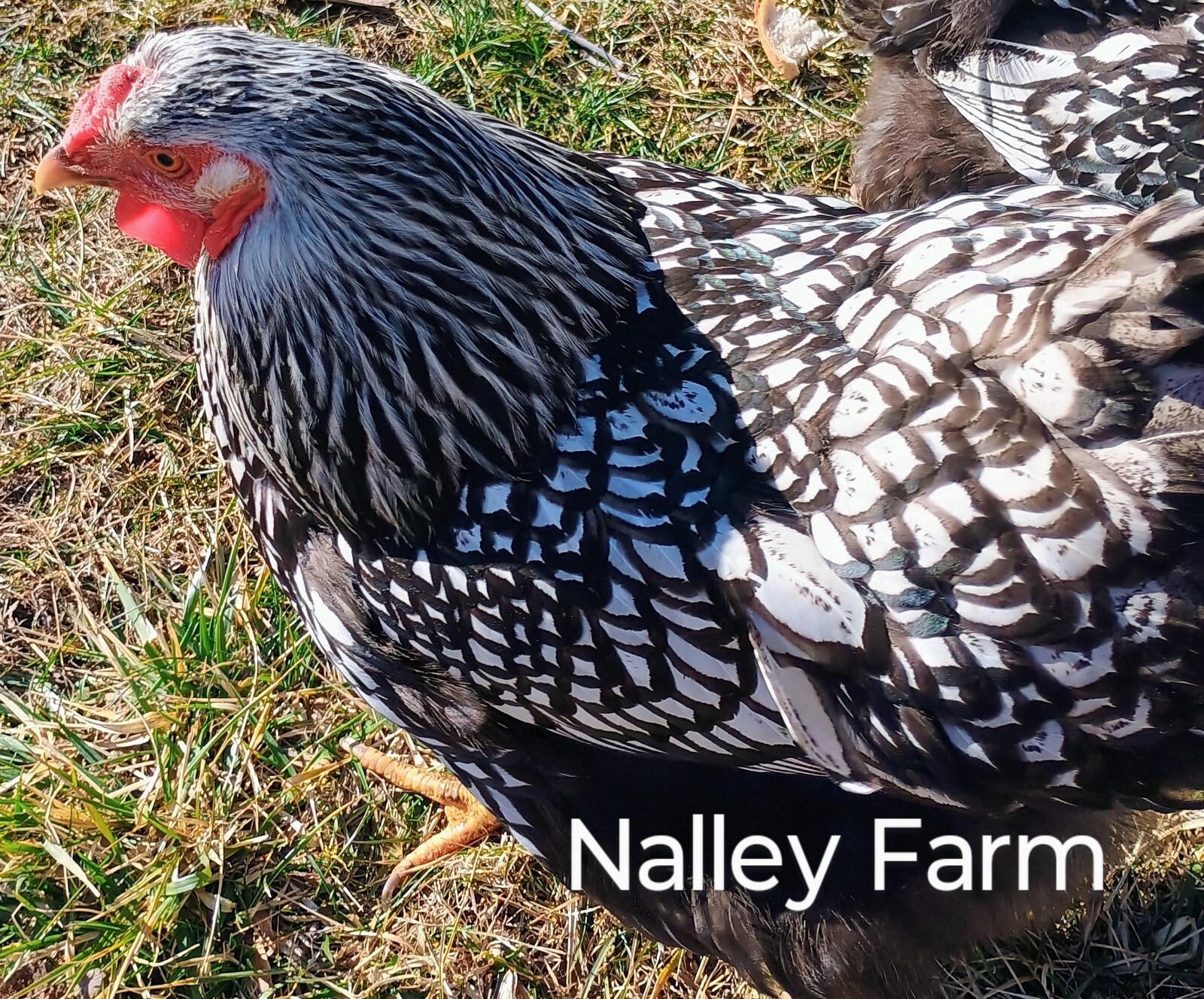 Silver Laced Wyandotte (12) 🐣 fertilized hatching eggs.Please read description.