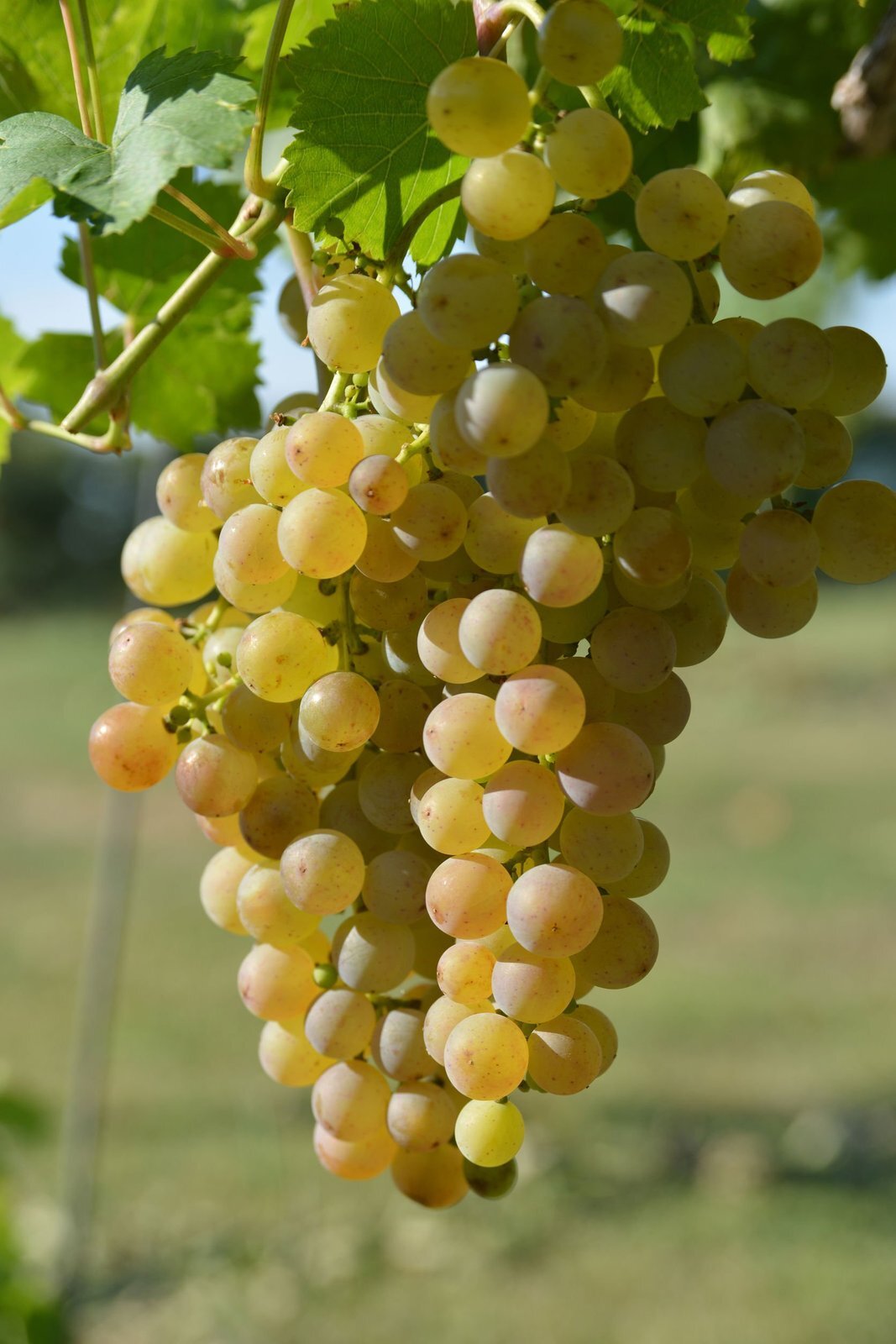 1 (One) Live "GOLDEN MUSCAT" GRAPE PLANT ROOTED about 9-20" tall.