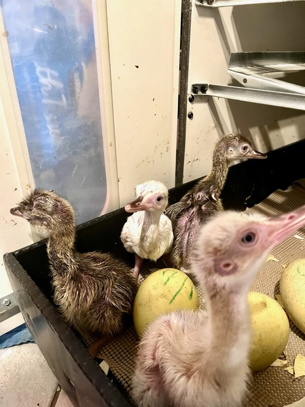 1 Rhea Egg for Hatching