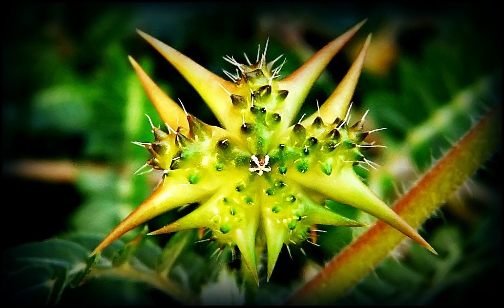 Maca powder - TRIBULUS TERRESTRIS 1000mg - Reduces apathy & aggressiveness -180