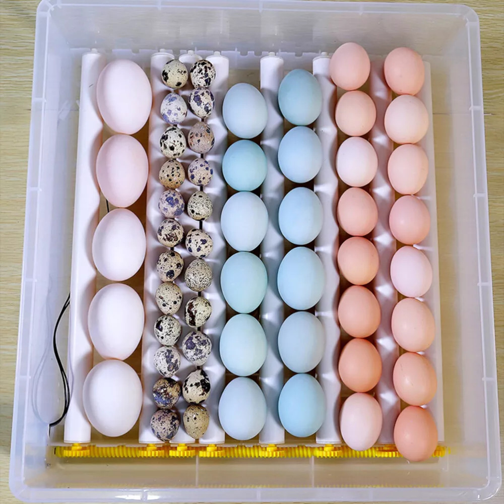 36 Eggs Incubator Temperature Control Chicken Hatcher Automatic Turning Digital