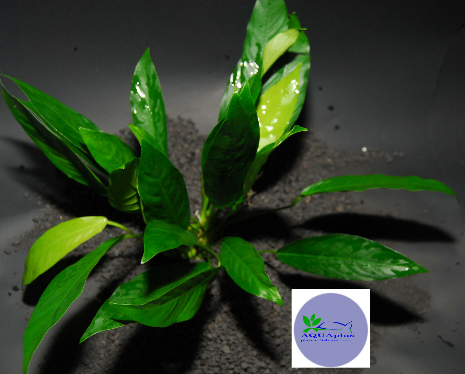ANUBIAS LANCEOLATA-Freshwater Aquatic Live Plants