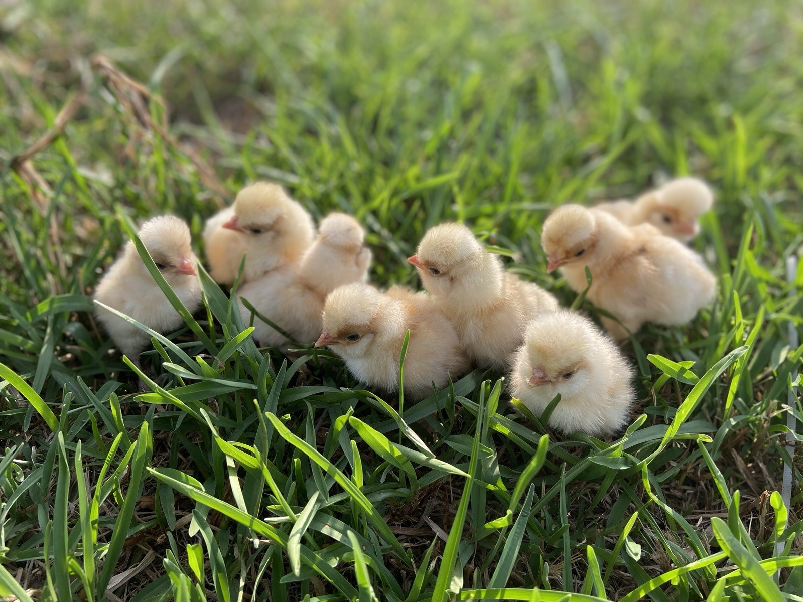 12+ Assorted Polish Hatching Eggs Tolbunt, Buff Laced, BBS