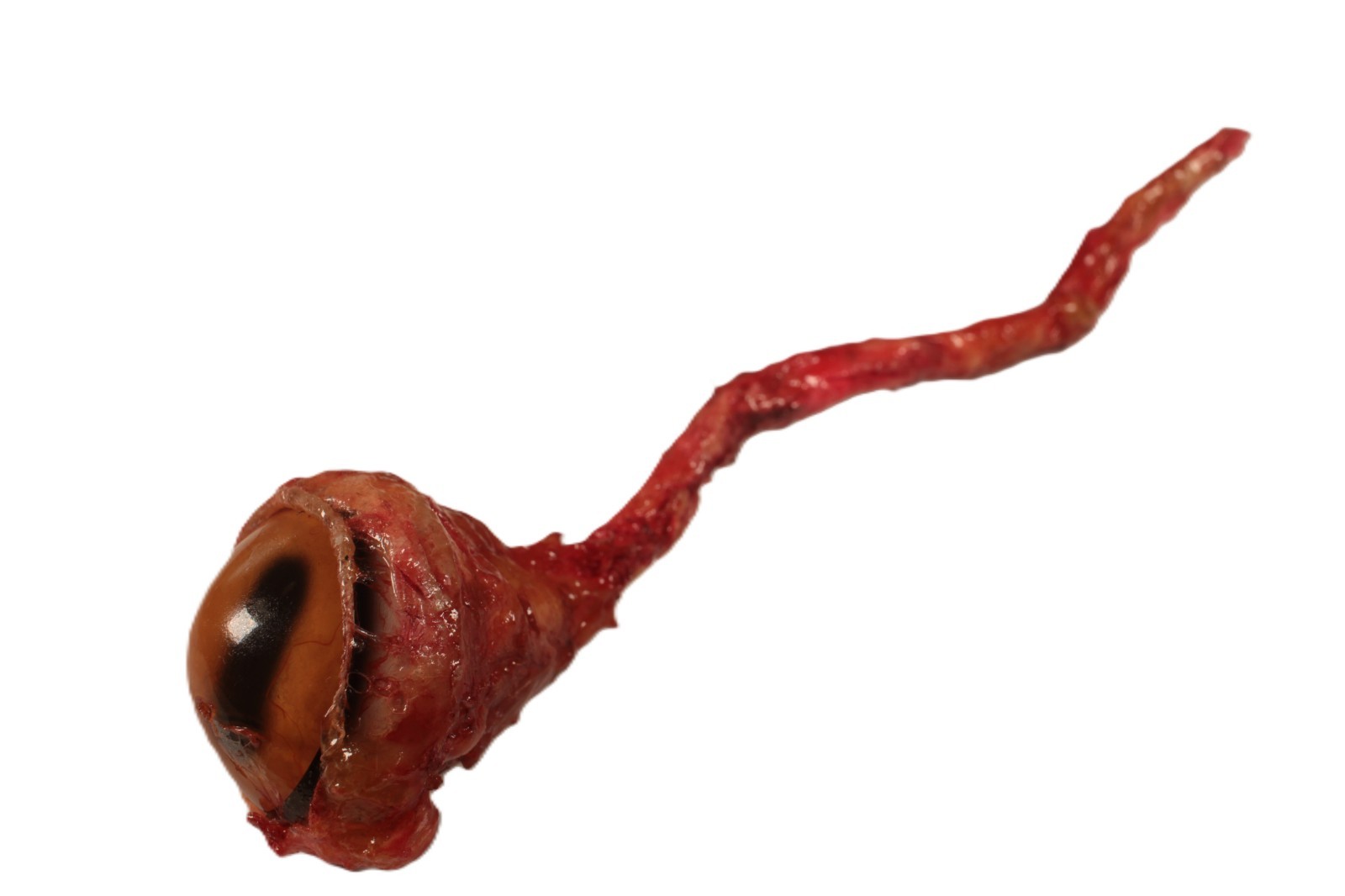 Dave's Barbequed Missing Glass Eyeball