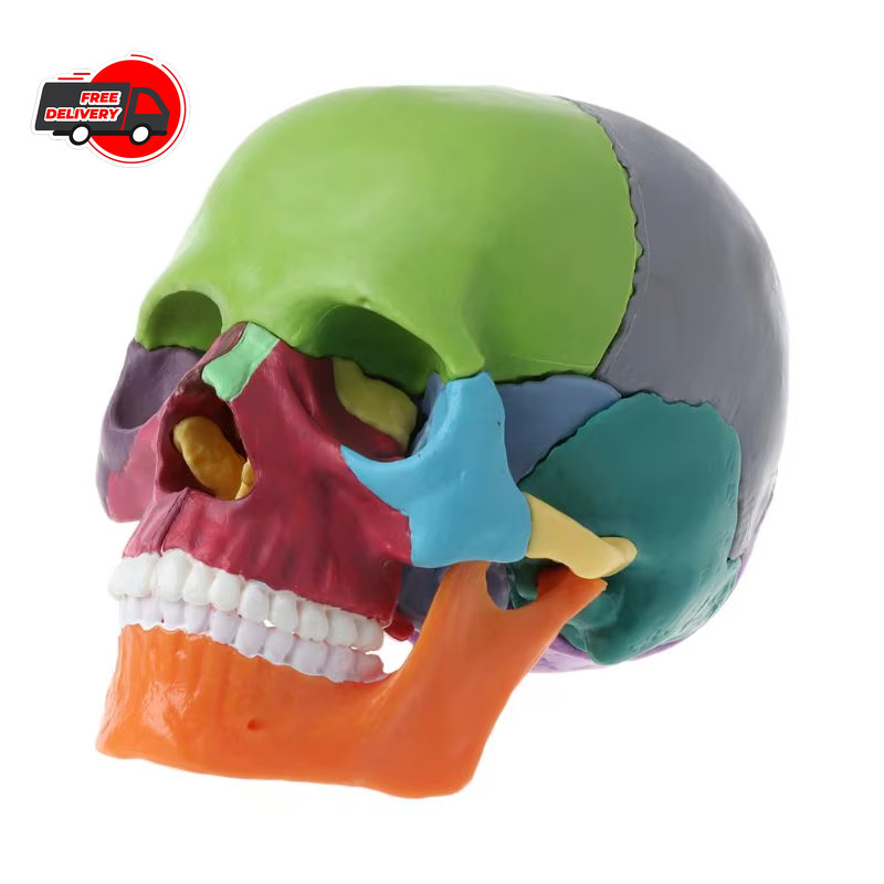 15Parts Colorful Human Skull Model Anatomical Anatomy Medical Teach Skeleton New