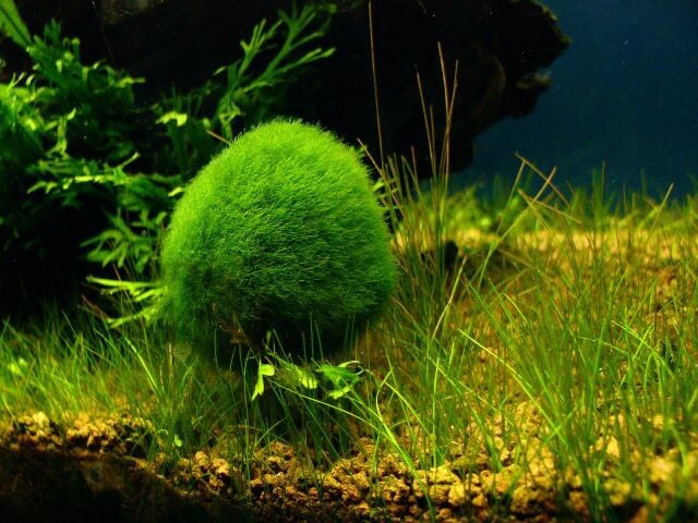 Marimo Moss 3 Balls 0.25inch (0,6cm)Cladophora Live Plant Aquarium