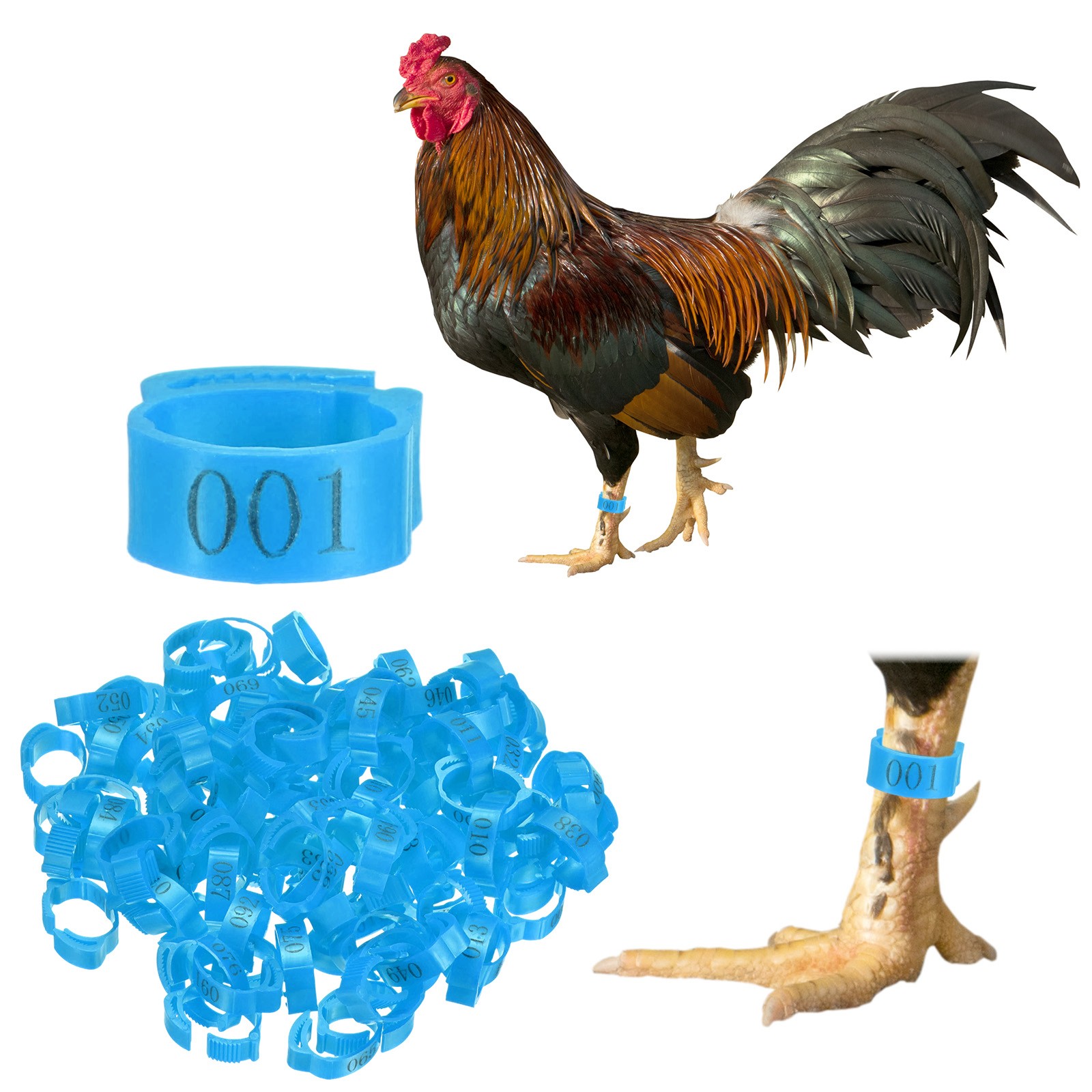 100-Pack Adjustable Chicken Leg Bands, 17-22 mm Plastic Chicken Leg Rings [Blue]
