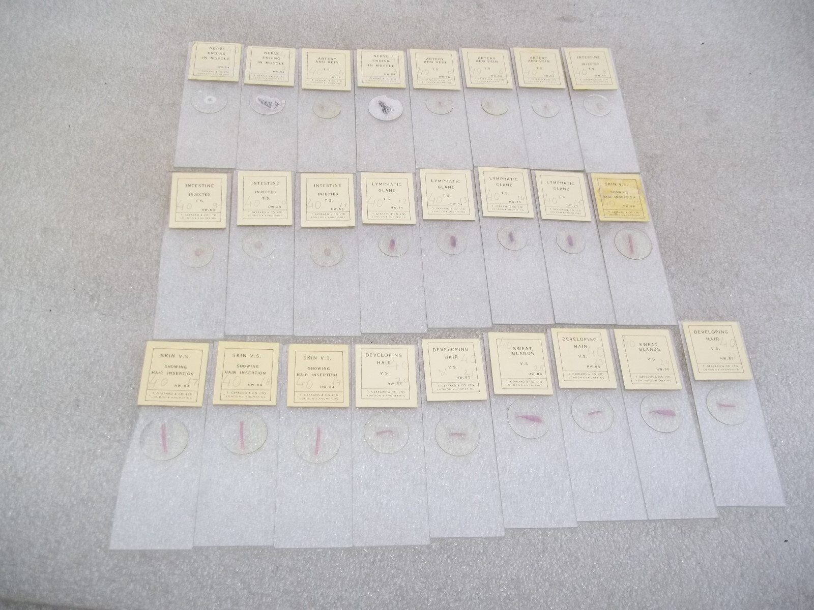 Vintage Glass Microscope Slides -