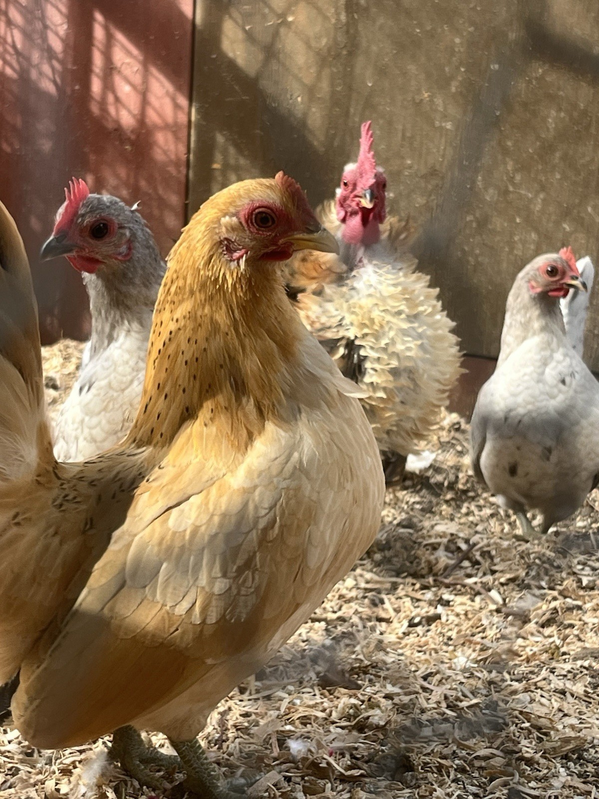 Show Quality Seramas Hatching Eggs 6+