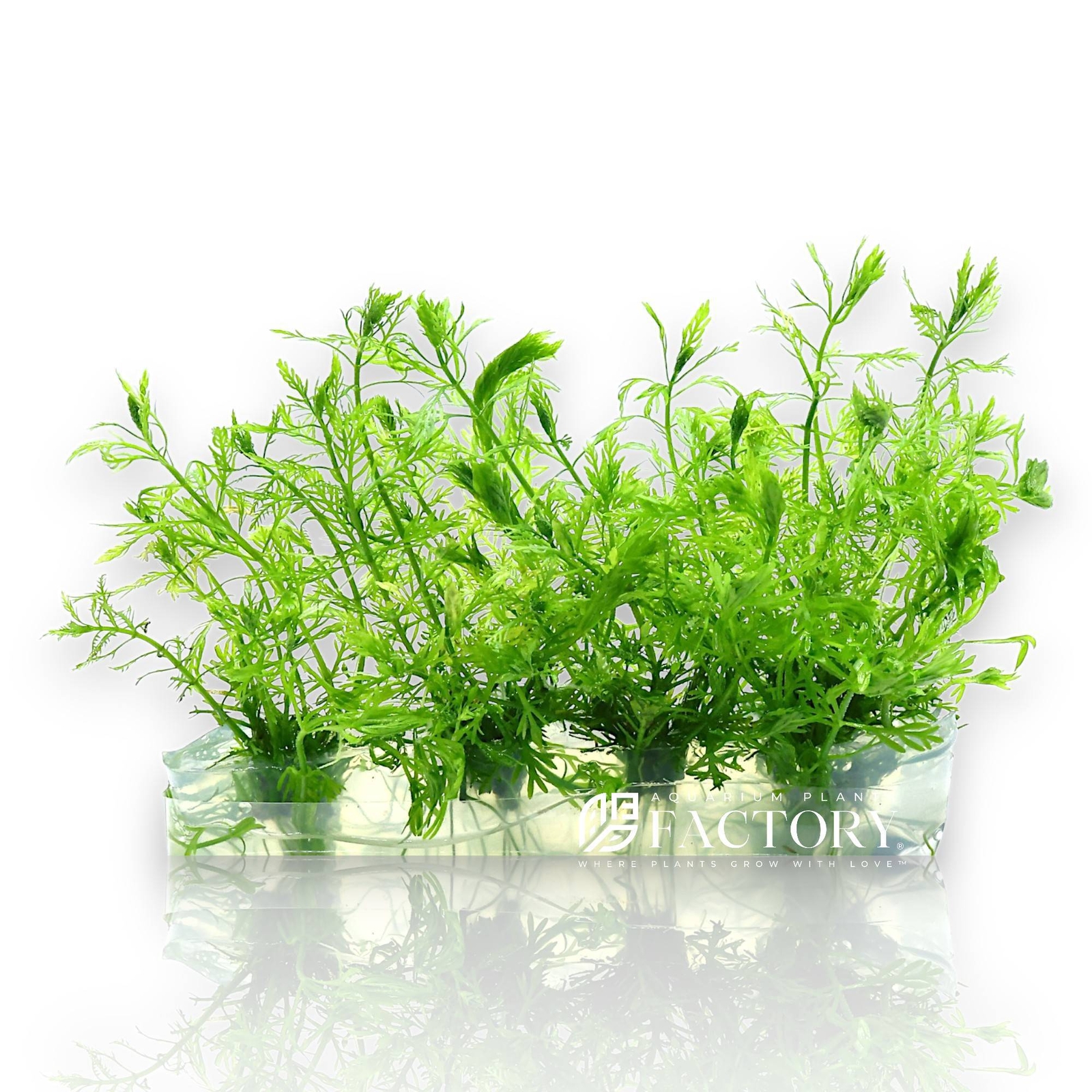 Myriophyllum Elatinoides Vitro Culture