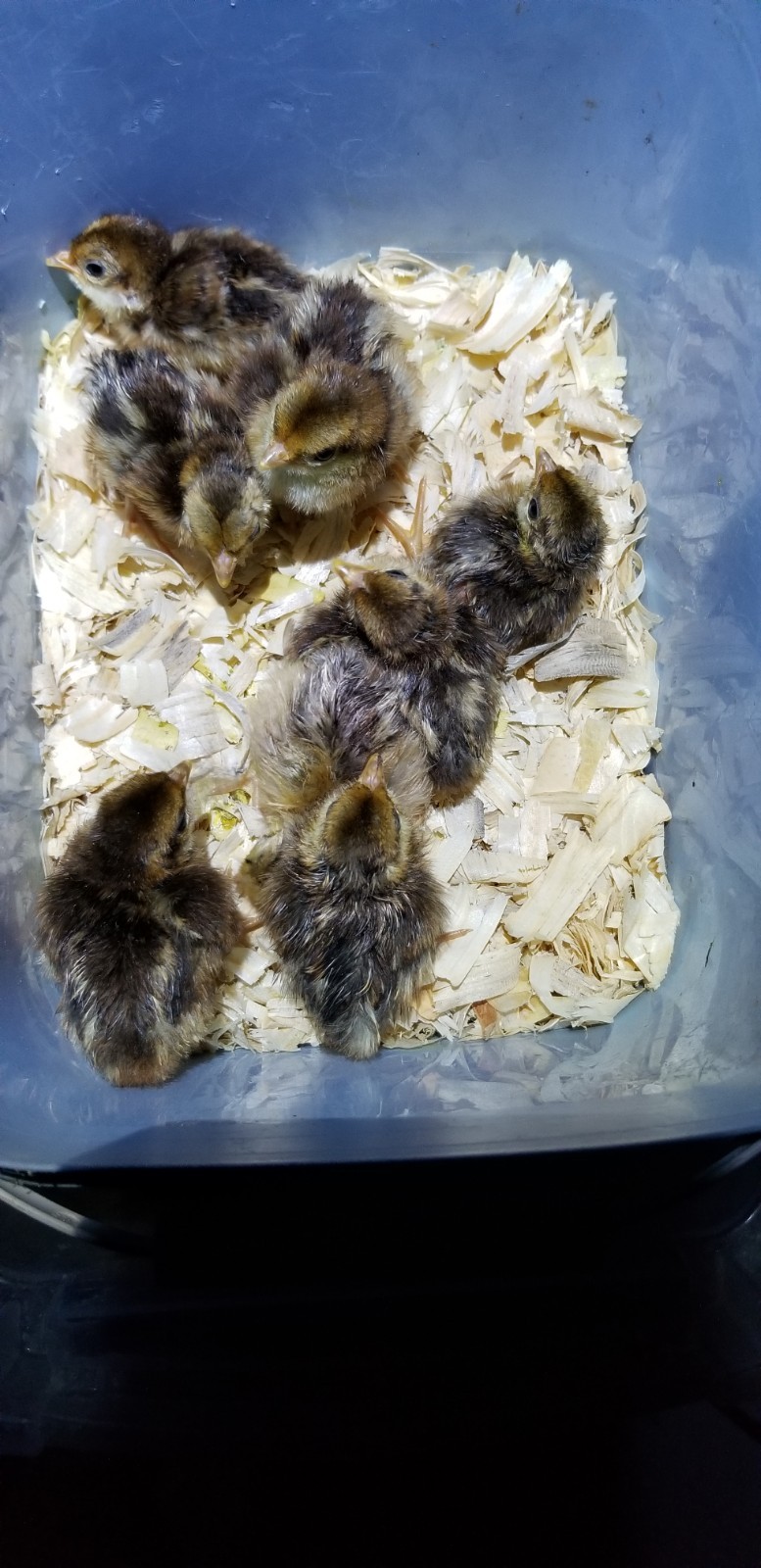 3 Swinhoe Pheasant Hatching Eggs PRESALE PLEASE READ April-May