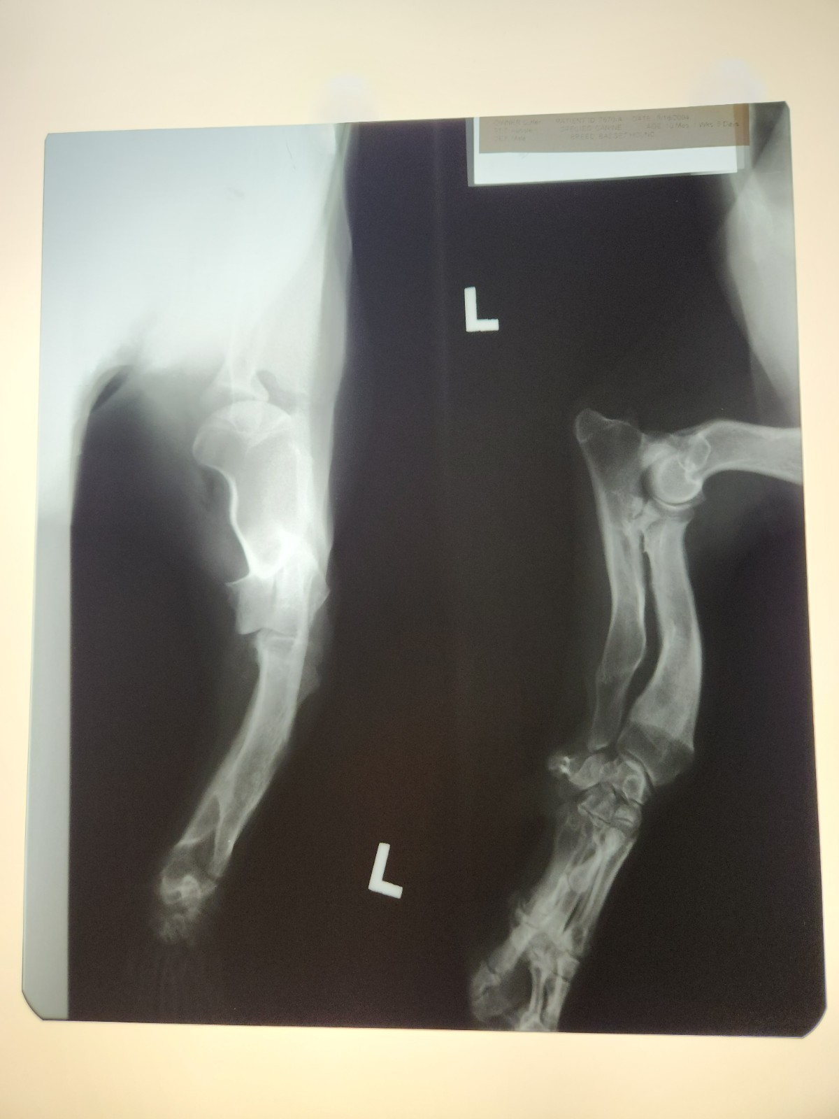 Animal X-Ray Film Negative Print - Canine Dog 9 7/8" x 11 1/2" XRay Medical A12
