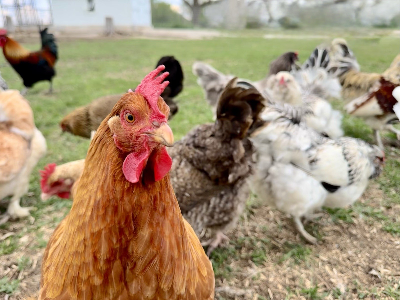 12+ Chicken Hatching Eggs Ameraucana, Easter/Olive Egger, Faverolles, Marans