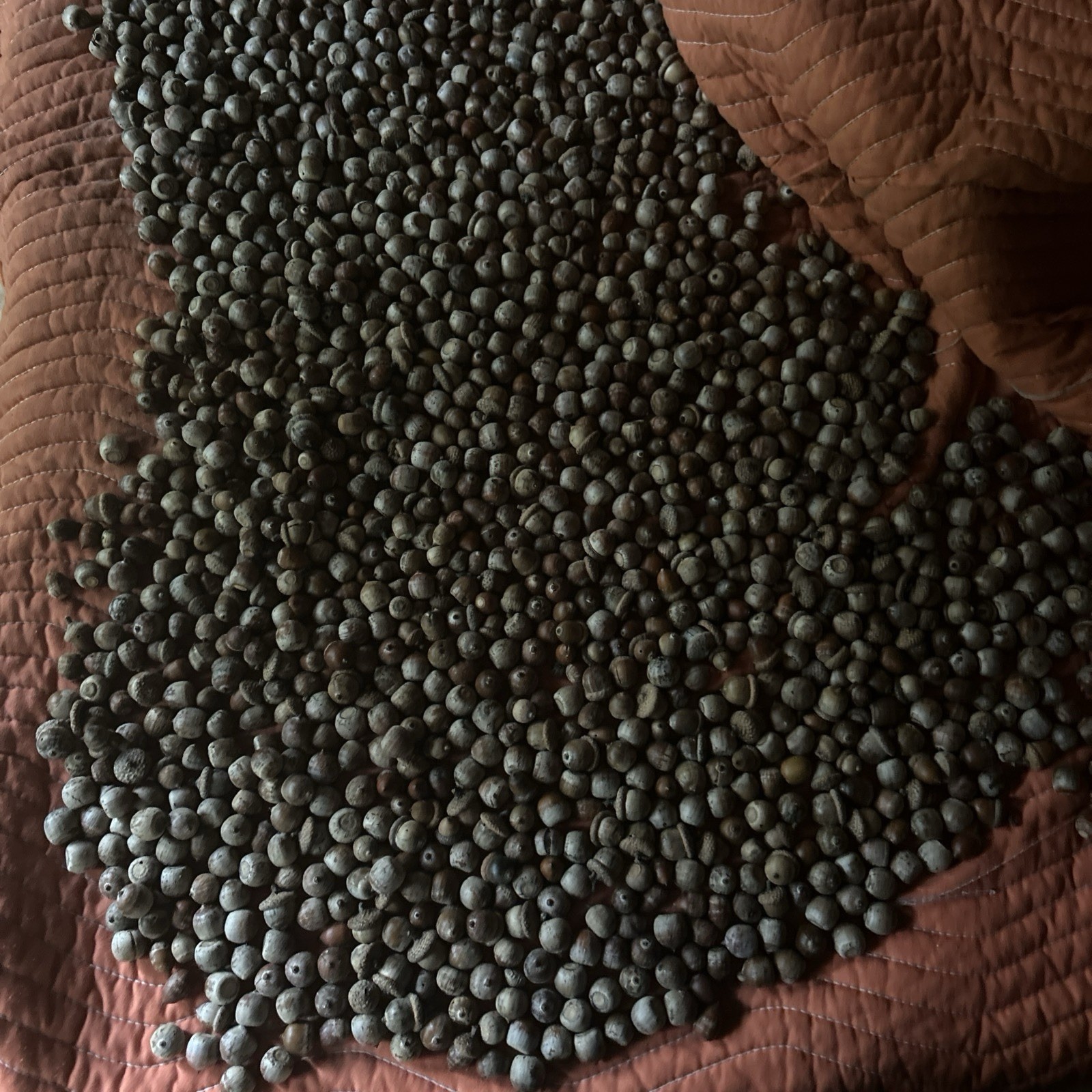 Acorns, 2025, Red Oak, 10 oz - Feed, Seed, Attractant