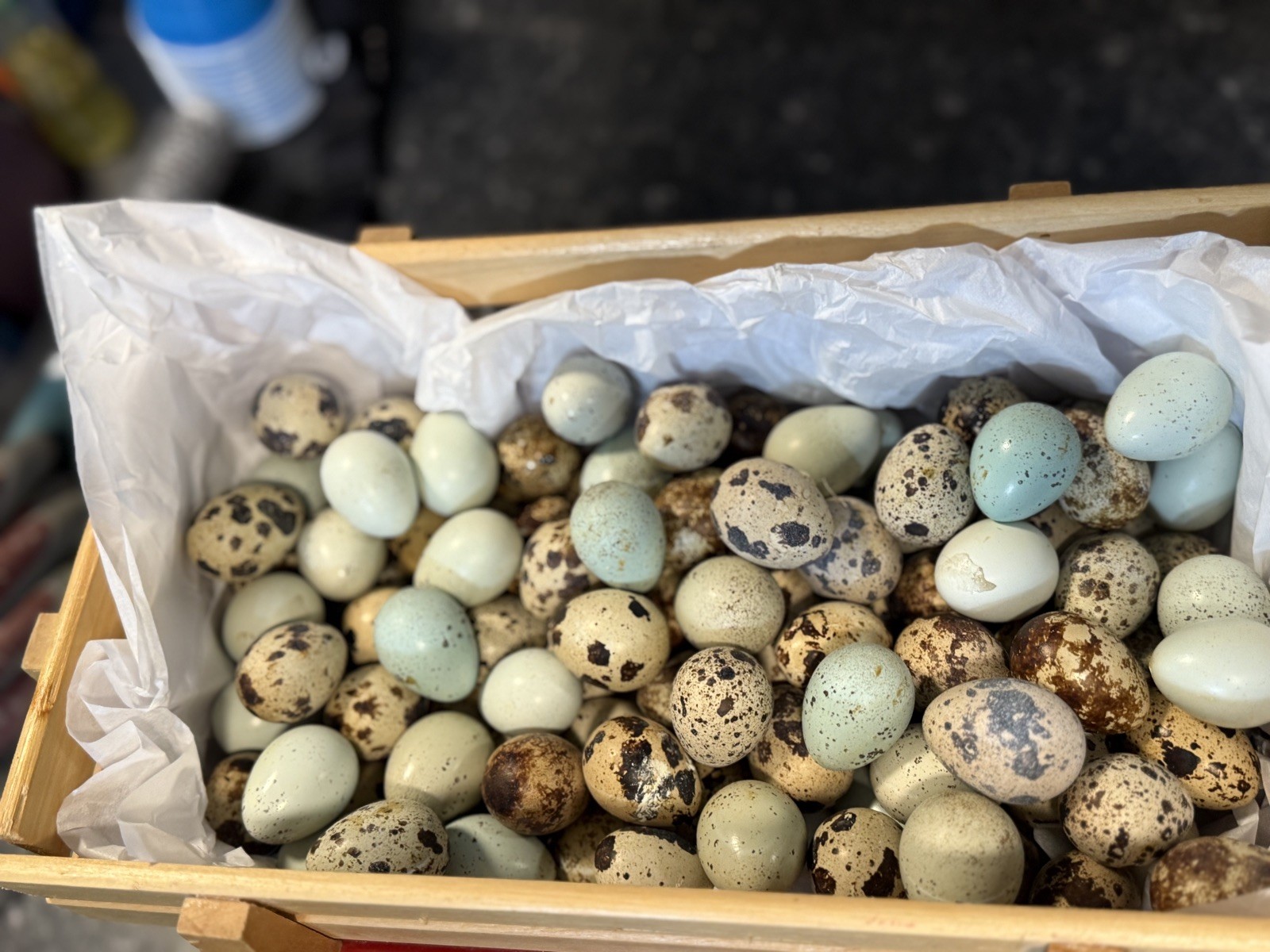 30 Rare Colors -Jumbo Coturnix Quail hatching eggs
