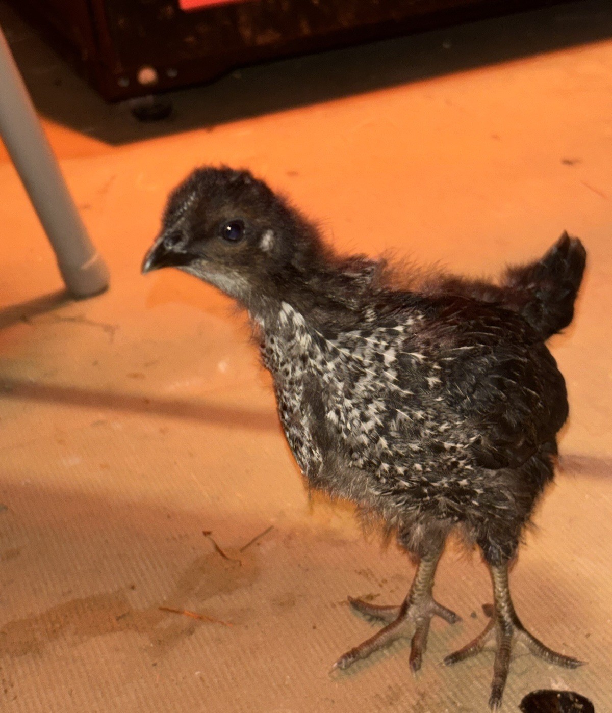 Sanjak Longcrower  x Cinnamon Queen Hatching Eggs 6+
