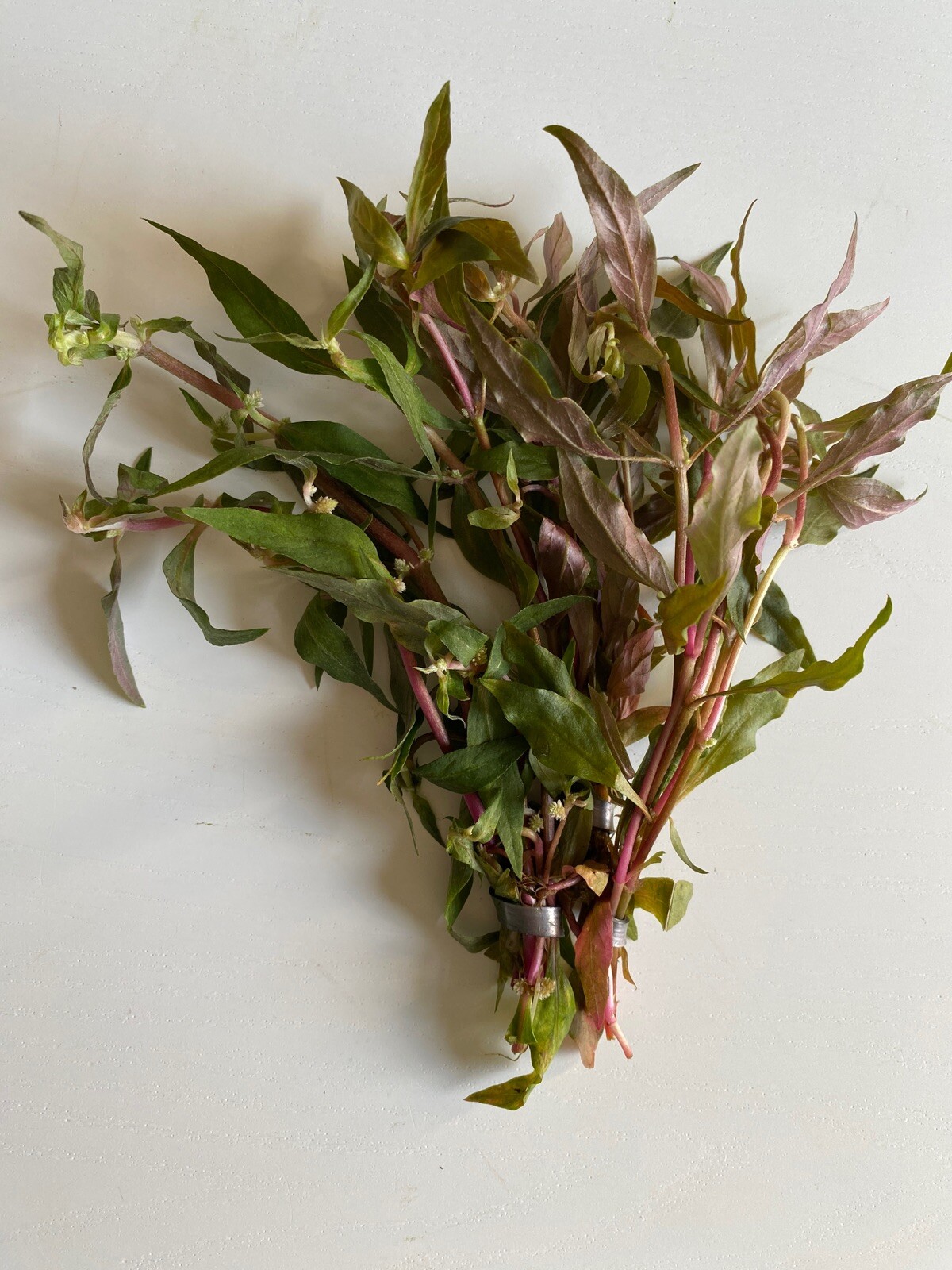 BUY 2 GET 1 FREE- Scarlet Temple Live Aquatic Plant- Beautiful Pink Plant!