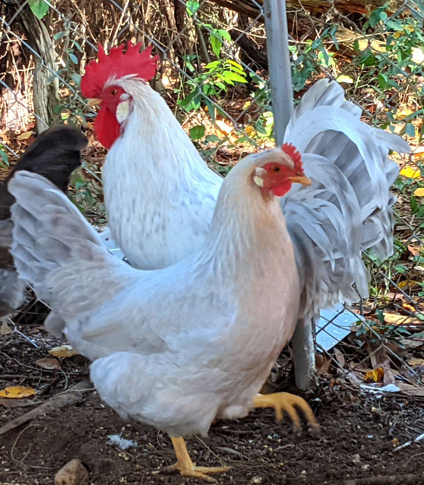 Opal  Legbar Hatching Eggs 10+ 2 EXTRA  Shipping Options.