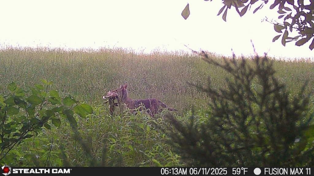 Stealth Cam Fusion MAX 2.0 / Cellular Camera / 36MP / 2 Pack
