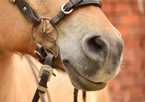 PS Flower Bridle - Lily Hackamore - Bitless Bridle, Bitless 2 Colours