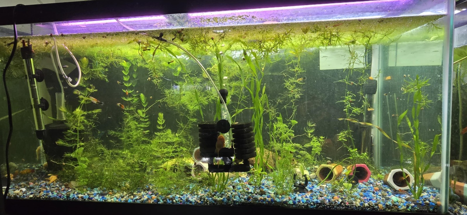 🌿💧 LIVE Mystery Aquarium Plant Pack – Beginner Friendly! 💧🌿 10 plants